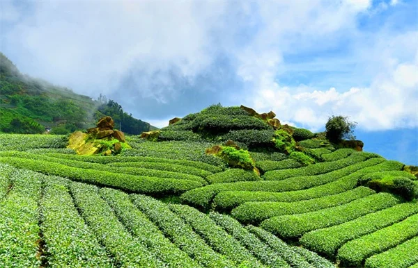 観葉植物のコバエ対策にシナモンが効くって本当？私の成功体験を基に実践方法を解説