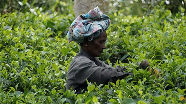 松ぼっくりクリスマスクラフト12選！初心者でも簡単にできる自然な飾り方