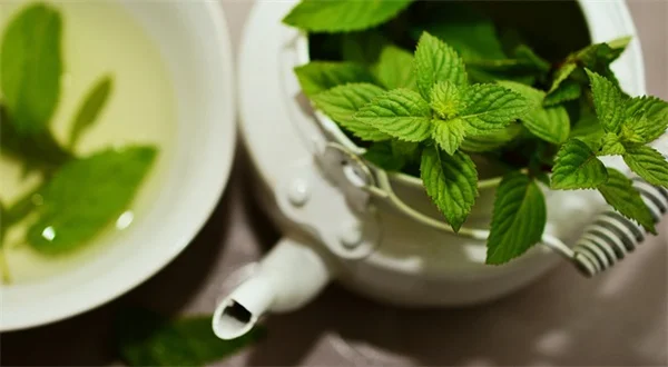 熱波で枯らさない！植物ケアの完全ガイド【準備と対策】
