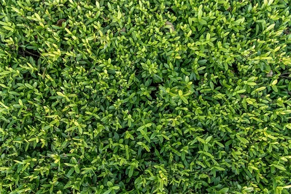 ヘレボラスの葉斑病、早期発見で簡単に止める方法