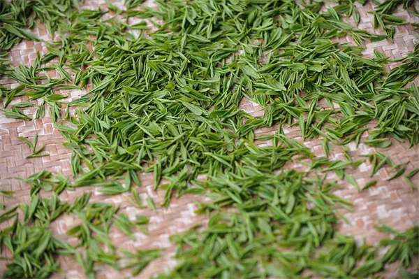 ダニよけに効果のある植物6選！庭で簡単にできる対策法