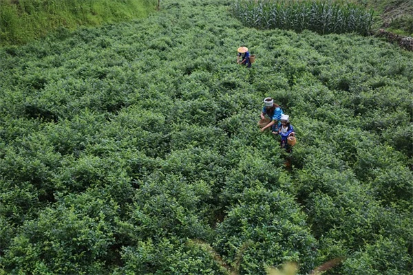 植物の水やり、朝5時～9時がベストな理由と実践的なチェックリスト