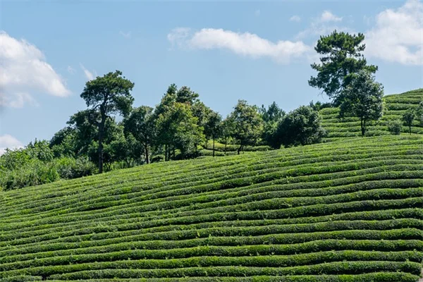 日陰の庭で野花は育つ？失敗しない選び方と育て方