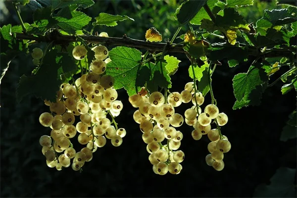 日陰でも花いっぱい！球根選びのコツと育て方の完全ガイド