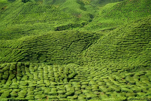 珍しい観葉植物の育て方：誤解を解く5つのポイント